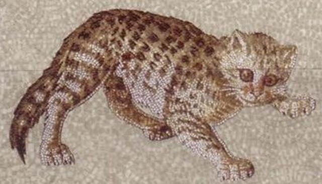 la domesticación del gato