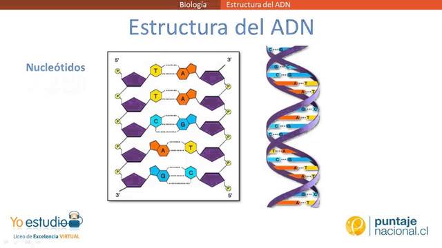 Estructura del ADN