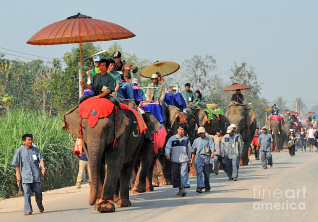 Domesticaciones únicas