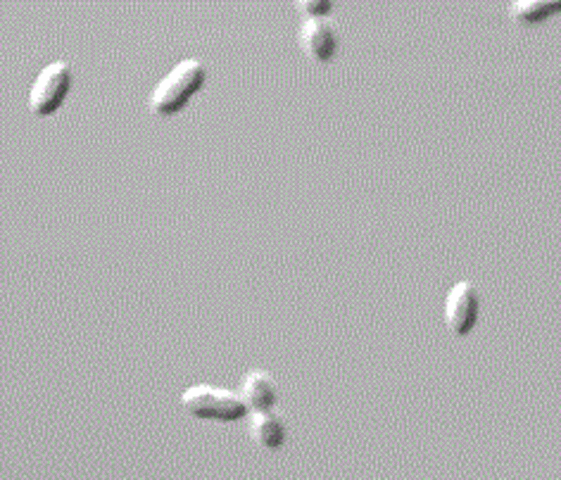 Τα πειράματα του Griffith