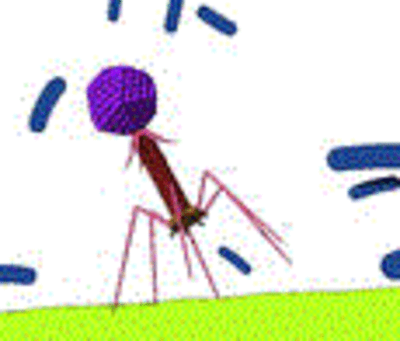 Οριστική επιβεβαίωση (Hershey και Chase)