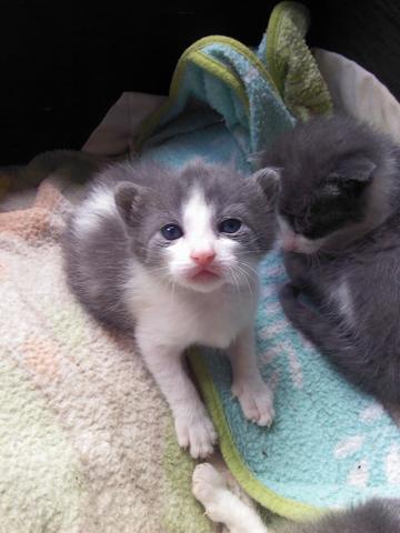 Gatitos bebes