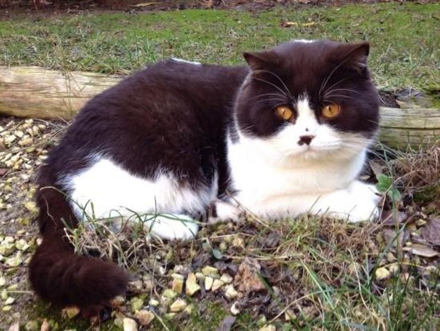 británico de pelo corto