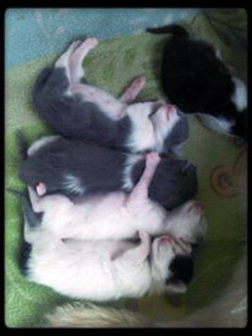 Preñada por segunda vez.