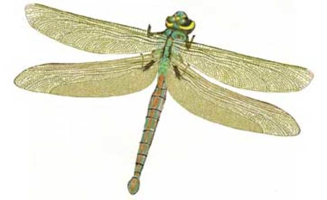 First insects and spiders