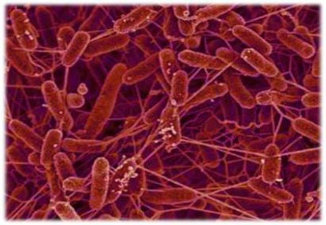 Aparición de los primeros organismos pluricelulares