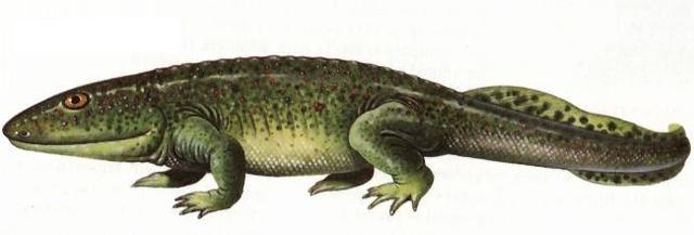 Aparición de vertebrados terrestres