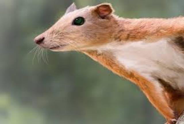 Restos del primate más antiguo