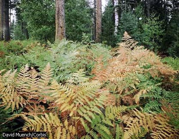 Aparición de los animales con placenta, aves y plantas gimnospermas