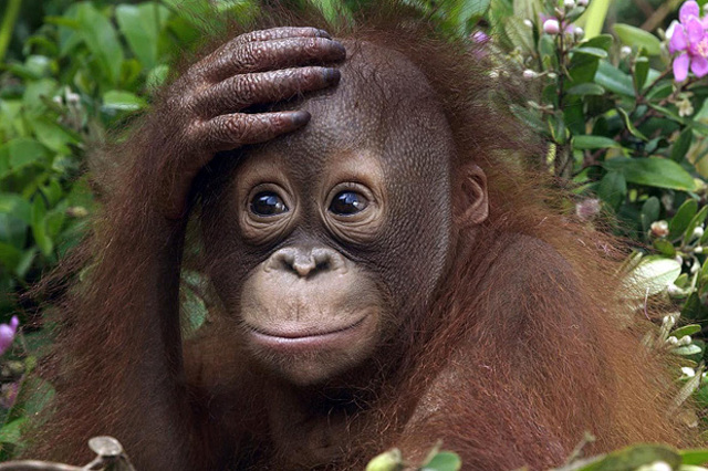 Camino hacia la hominización