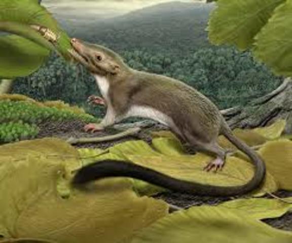 Aparición de los mamíferos.