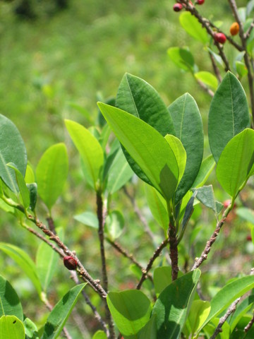 Coca plant