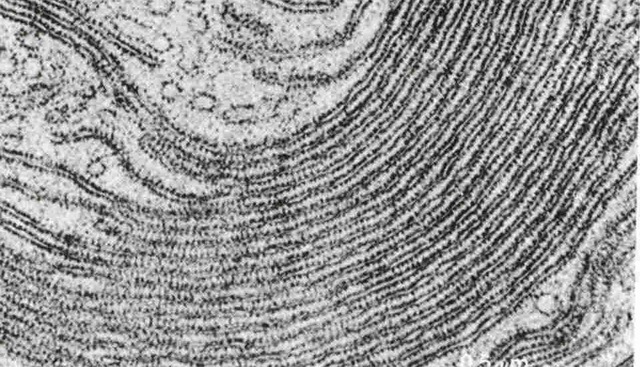 Retículo endoplasmático