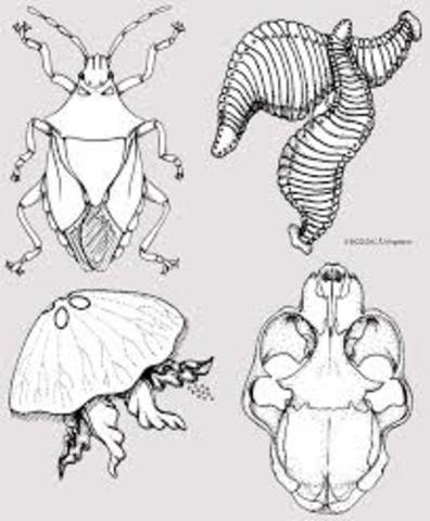 Nombrado director del Departamento de los Animales sin Esqueleto