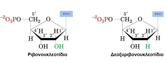 Αναγνώριση της δεοξυριβόζης