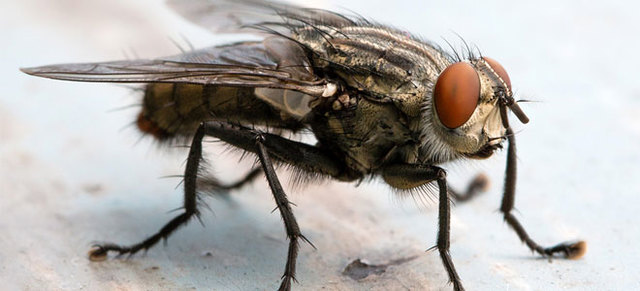 Μεταφορά γονιδίου από ένα ζωικό είδος σε ένα άλλο. Παραγωγή διαγονιδιακών ποντικών και μυγών.