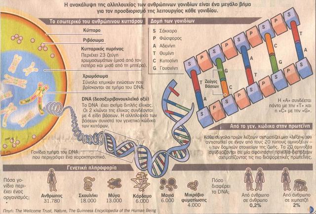 Πραγματοποιείται η πρώτη πλήρης αποκωδικοποίηση ανθρώπινου χρωμοσώματος (22)