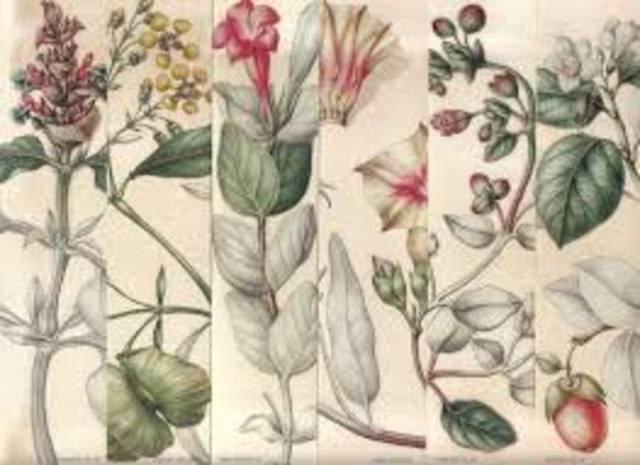 Expedición Botánica por José Celestino Mutis