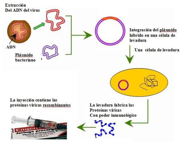 Biotecnología Tradicional