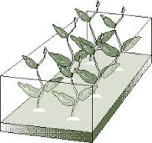 Biotecnología Tradicional