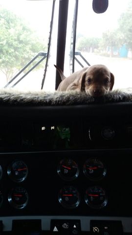 mascota que mas tiempo me han dejado