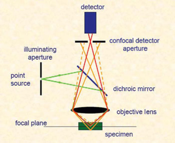 Confocal Microscope