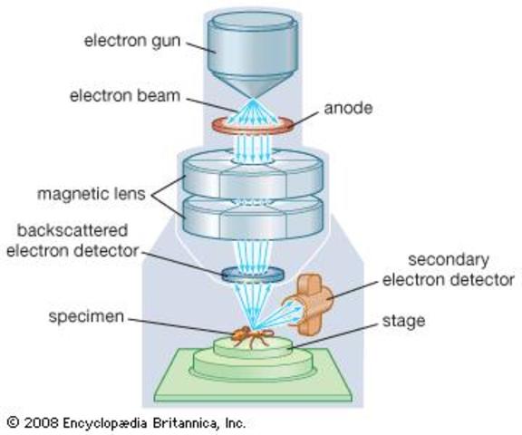 Transmission Electron Microscope