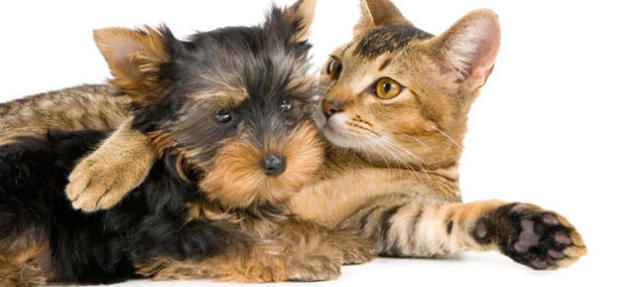 Soc al·lèrgic al gat i al gos