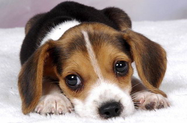 tinc el meu primer gos