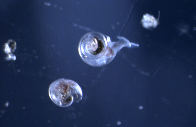 FIRST ANIMALS WITH SHELLS AND HARD PARTS