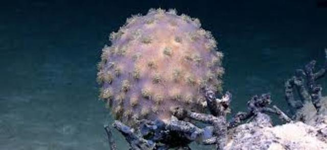 Life Still Confined To The Sea, Seaweed Is The Only Plant