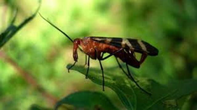 FIRST INSECTS AND SPIDERS