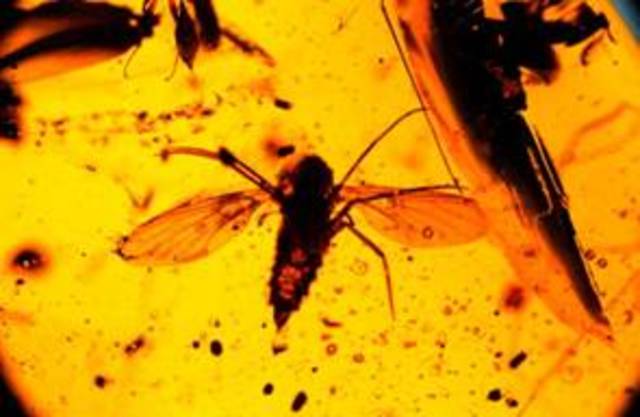 First insects and spiders