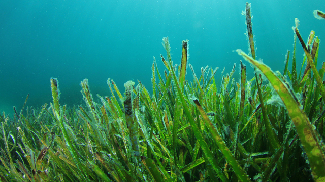Life still confined to the sea, seaweed is the only plant