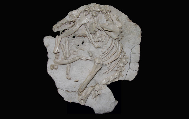 Dinosaurs extinct, increase in diversity of mammals of all kinds