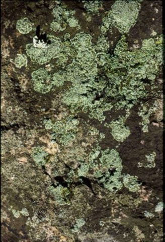 First signs of land plants and animals