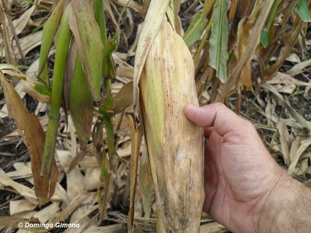 menjars tradicionals