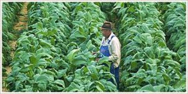 Tobak gav välstånd