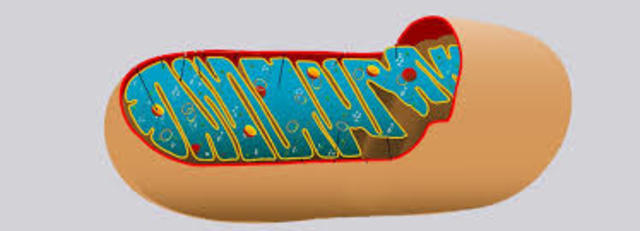 Mitocondria