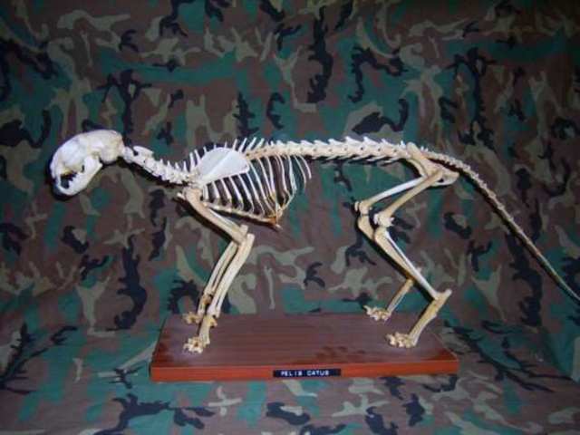 Historia: domesticacion del gato