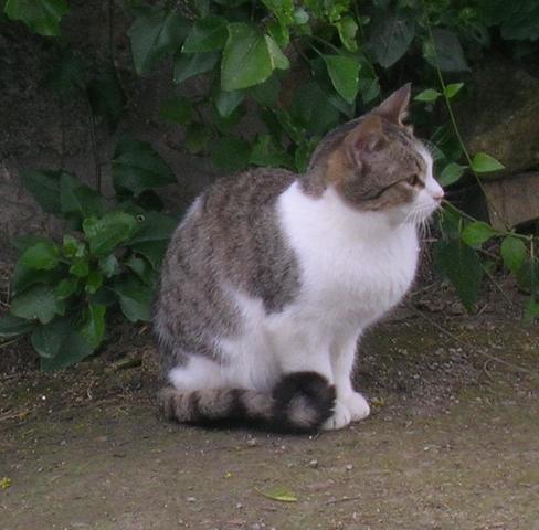 My current cat, Chispa