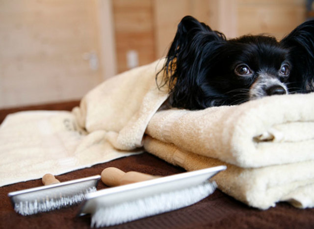 iProfesional- Spa para perros