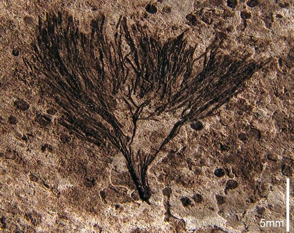 Life still confined to the sea, seaweed is the only plant