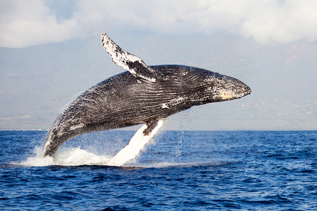 Veig una balena saltant