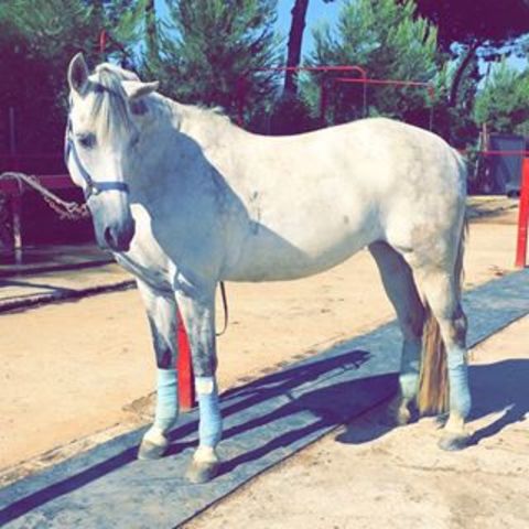 monto per primer cop en un caball