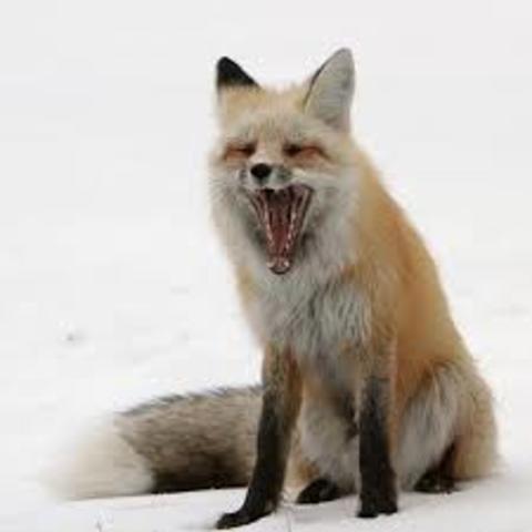 Consumidores secundarios.