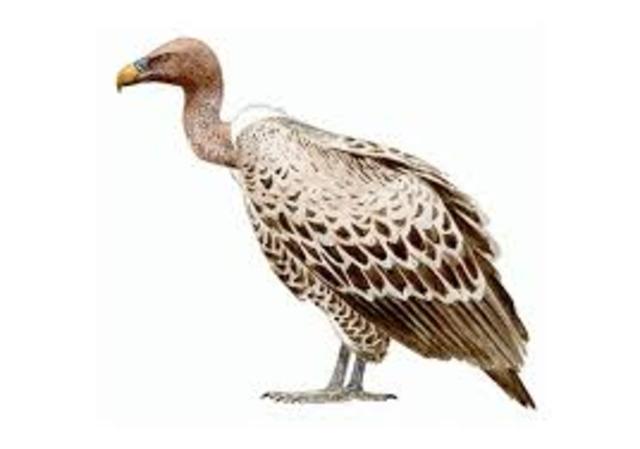 Consumidores terciarios.