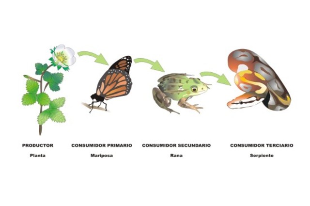 consumidores primarios