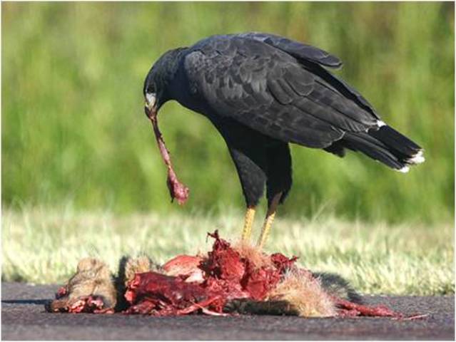 consumidor terciario