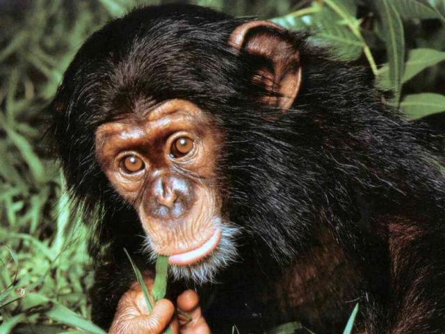 Consumidores cuaternarios